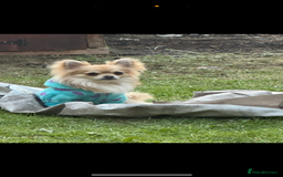 Chihuahua dogs for sale: Chihuahua boy 1 year  - Image 2