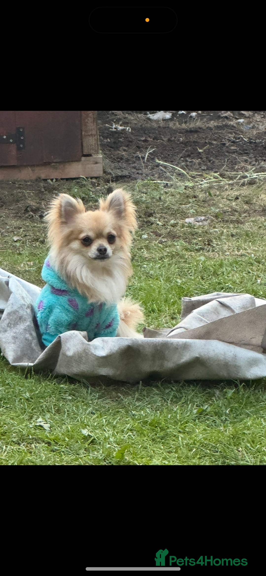 Chihuahua dogs for sale: Chihuahua boy 1 year  - Image 2