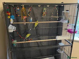 Budgerigars birds Budgies, female/male - Advert 1