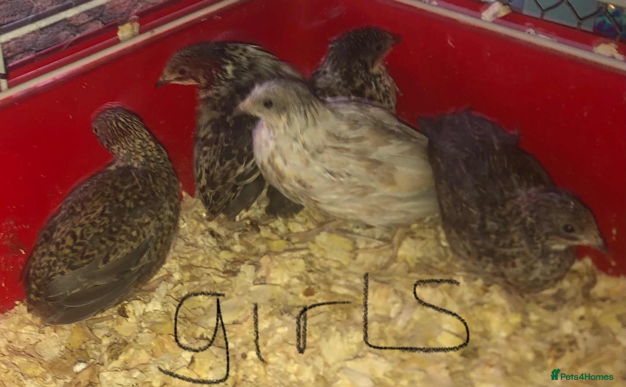 Quail poultry SEXED CHINESE PAINTED BUTTON QUAILS ! - Advert 16