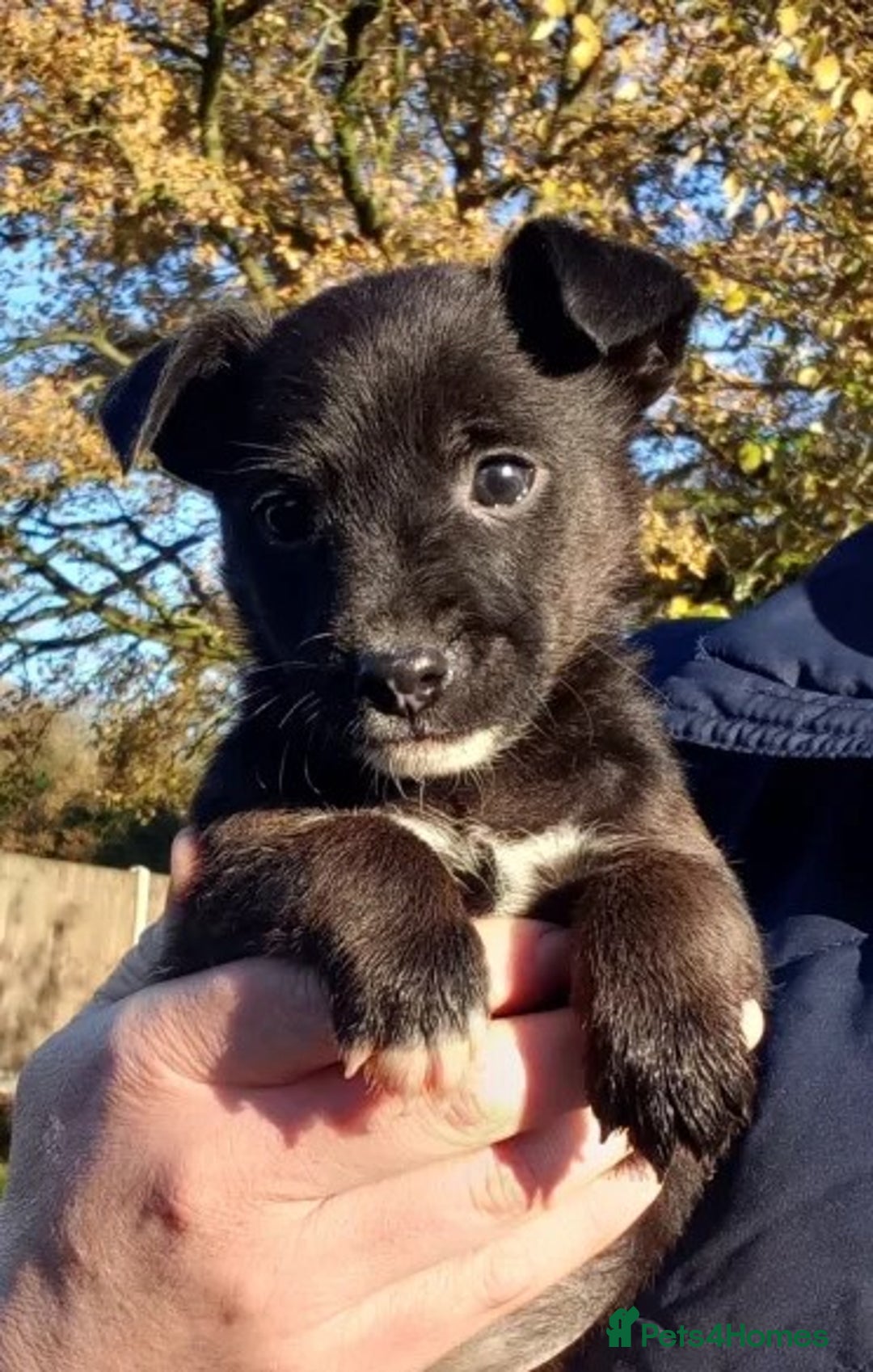 Jack Russell dogs for sale: 1 male and 1 female black Jack Russell - Advert 1