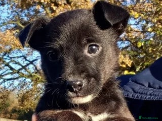 Jack Russell dogs 1 male and 1 female black Jack Russell - Advert 1