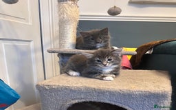 Domestic Shorthair cats for sale: Kittens ready to find their forever home - Image 1