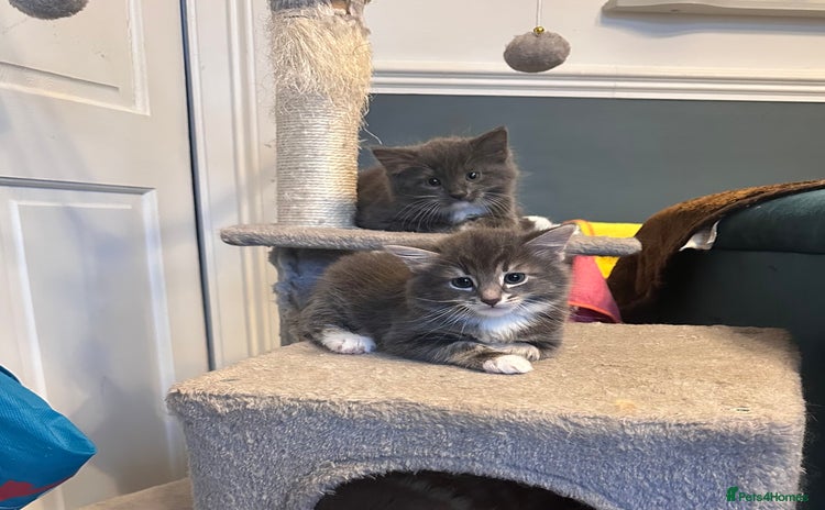 Domestic Shorthair cats - Advert 10