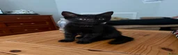 Mixed Breed cats for sale:  4 Black Kittens Looking for Their Forever Homes  in Bridlington - Advert 4
