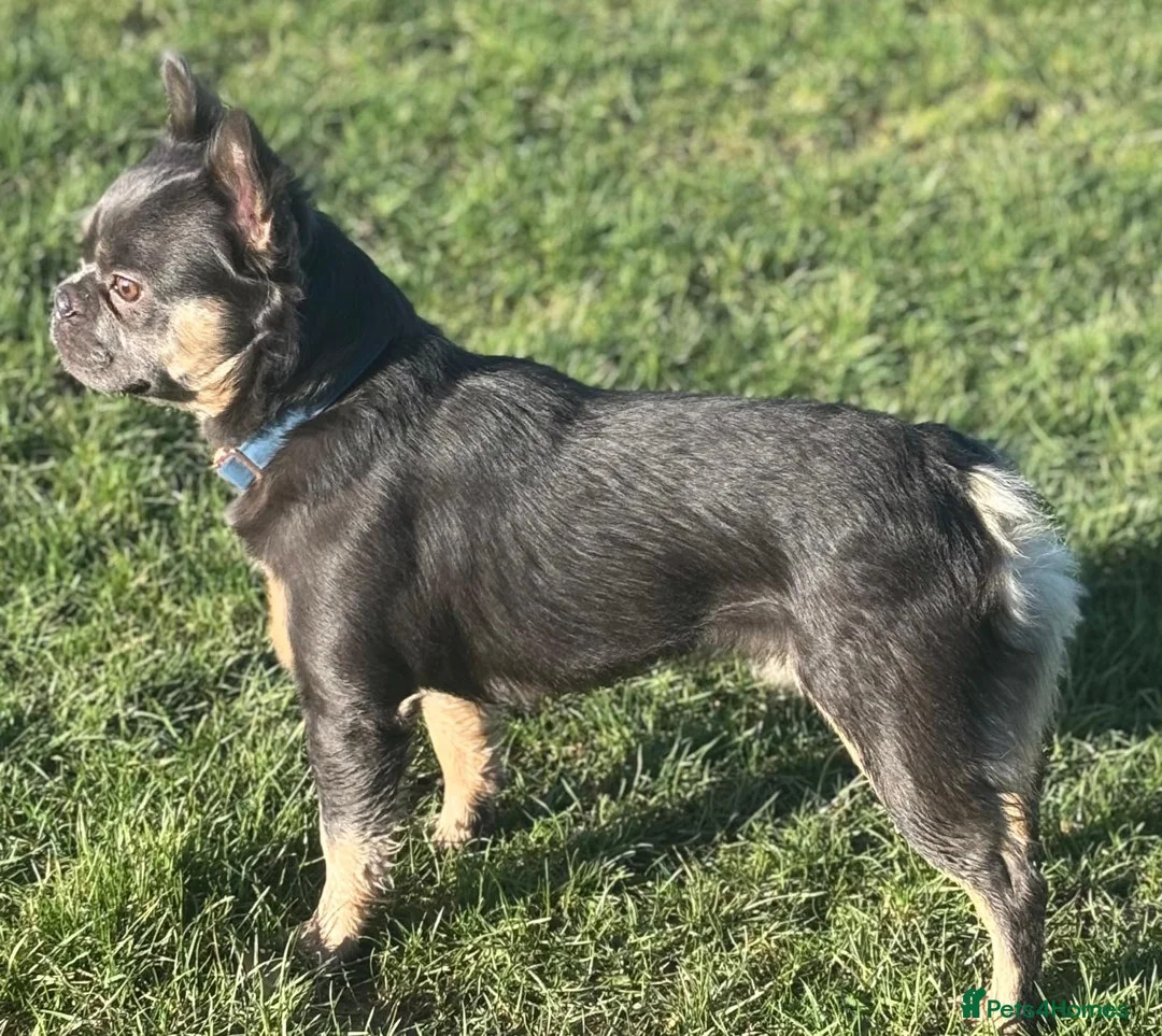 French Bulldog dogs for sale: Fluffy French Bulldogs in Bangor - Advert 19