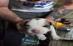 Staffordshire Bull Terrier dogs for sale: Staffordshire pups - Image 1