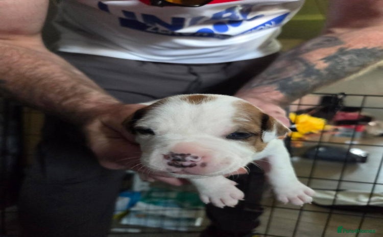 Staffordshire Bull Terrier dogs - Advert 1