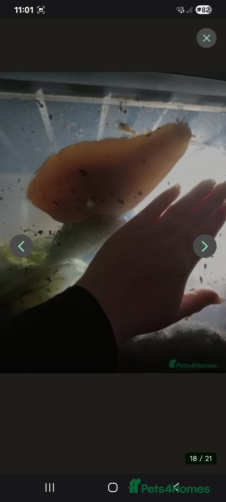Snails invertebrates Baby giant African land snails - Advert 1