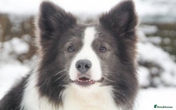 Border Collie dogs for stud: *PROVEN* Blue and White Border Collie Stud in Stoke-on-Trent - Image 4