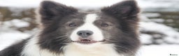 Border Collie dogs for stud: *PROVEN* Blue and White Border Collie Stud in Stoke-on-Trent - Advert 4