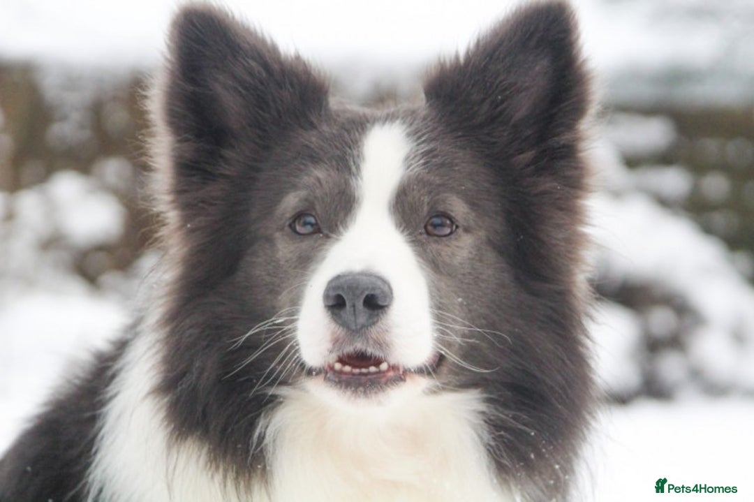 Border Collie dogs for stud: *PROVEN* Blue and White Border Collie Stud in Stoke-on-Trent - Image 4