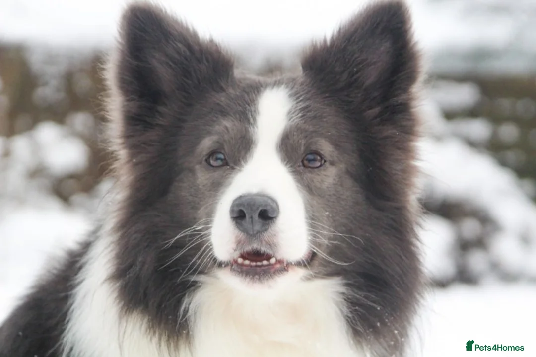 Border Collie dogs for stud: *PROVEN* Blue and White Border Collie Stud in Stoke-on-Trent - Advert 4