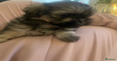 Shih Tzu dogs - Advert 5