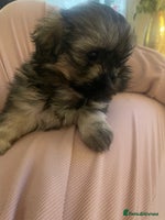 Shih Tzu dogs - Advert 3