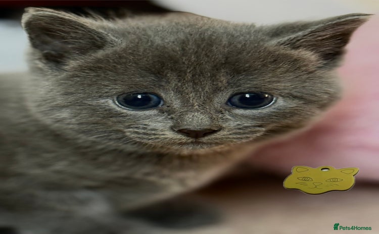 British Shorthair cats - Advert 3
