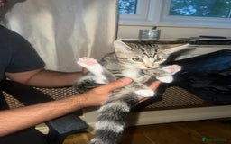 Mixed Breed cats for sale: Adorable kittens looking for a loving home - Image 3