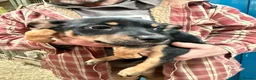 Australian Kelpie dogs for sale: Australian kelpie puppies - Advert 19