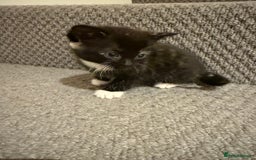 Mixed Breed cats for sale: 3 beautiful female kittens. - Image 5