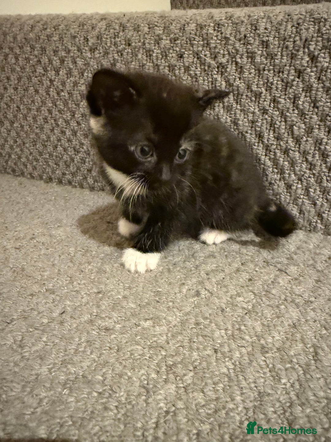 Mixed Breed cats for sale: 3 beautiful female kittens. - Image 5