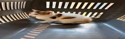 Mixed Breed cats for sale: Stunning Mixed Breed Kittens in London - Advert 13