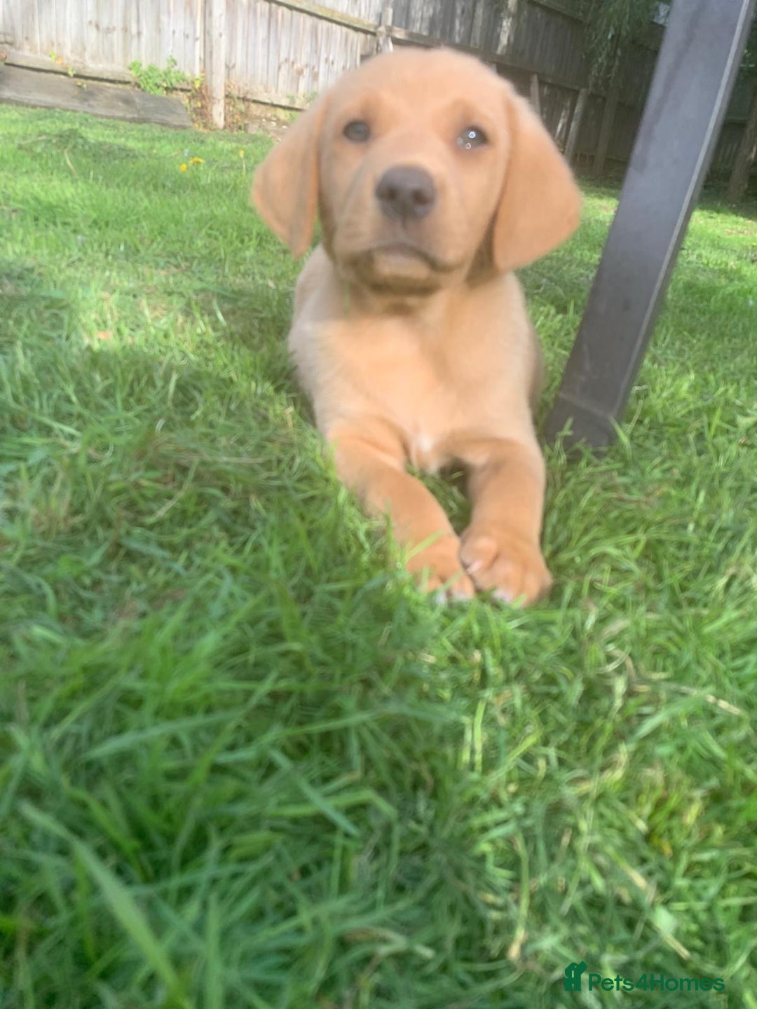 Labrador Retriever dogs for sale: Beautiful Labrador pups  - Image 8