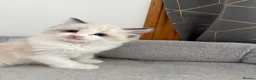 Ragdoll cats for sale: Gorgeous ragdoll kittens!  - Advert 5