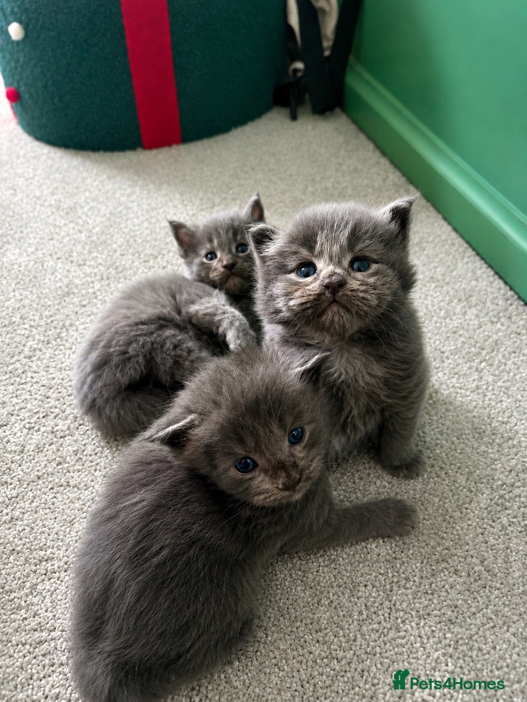 Maine Coon cats Maine Coon Kittens Russian & European Lines  - Advert 6