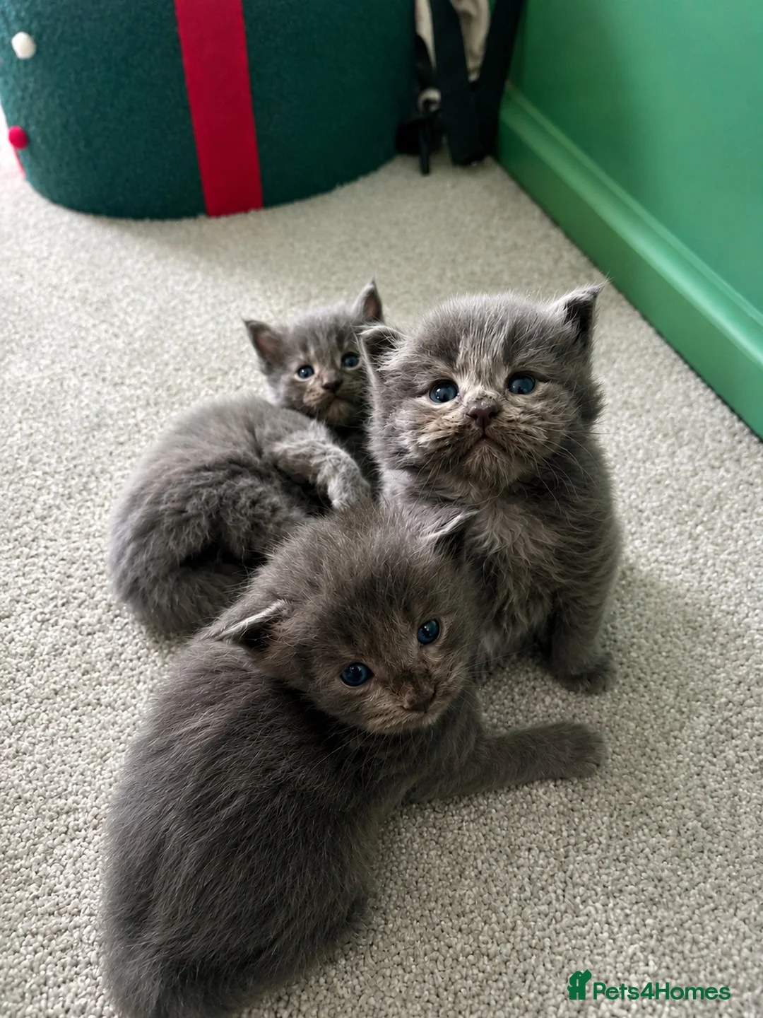 Maine Coon cats for sale: Maine Coon Kittens Russian & European Lines  - Advert 1