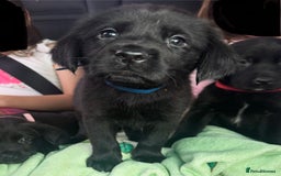 Mixed Breed dogs for sale: 6 black Newfoundland cross Labrador Puppies  - Image 1