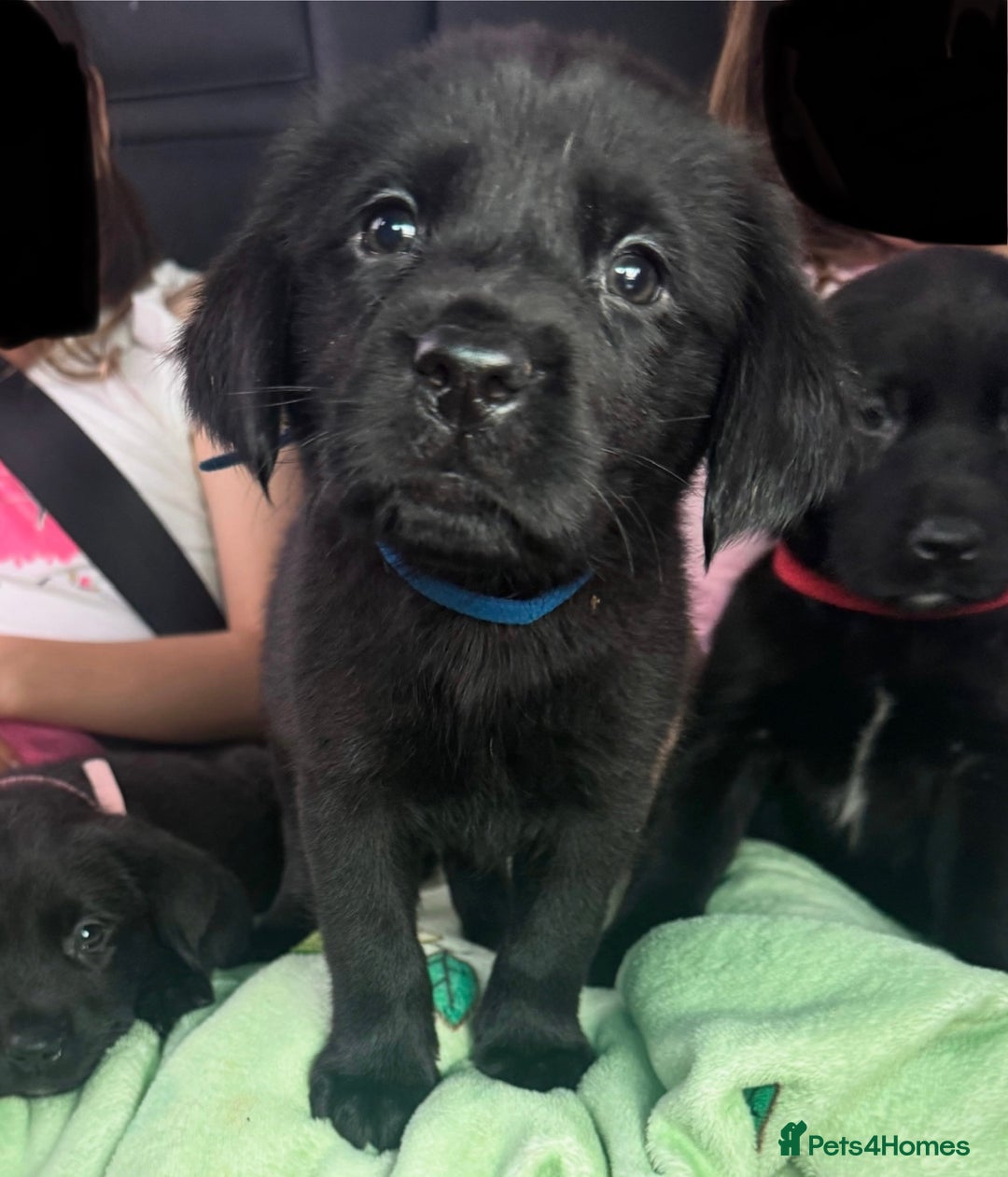 Mixed Breed dogs for sale: 6 black Newfoundland cross Labrador Puppies  - Image 1