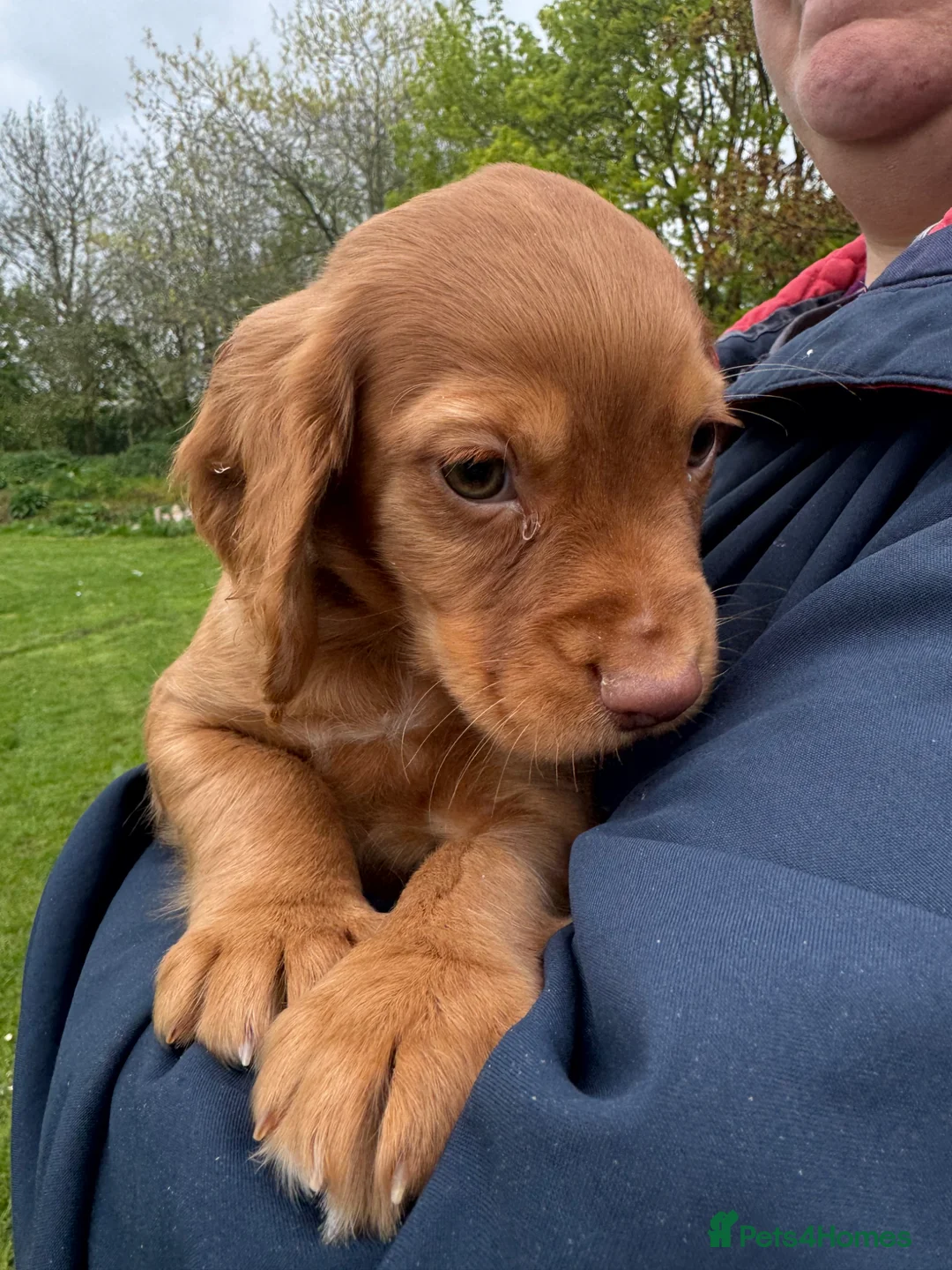 Cocker Spaniel dogs for sale: STUNNING PEDIGREE WORKING COCKER SPANIEL PUPPY, - Advert 2