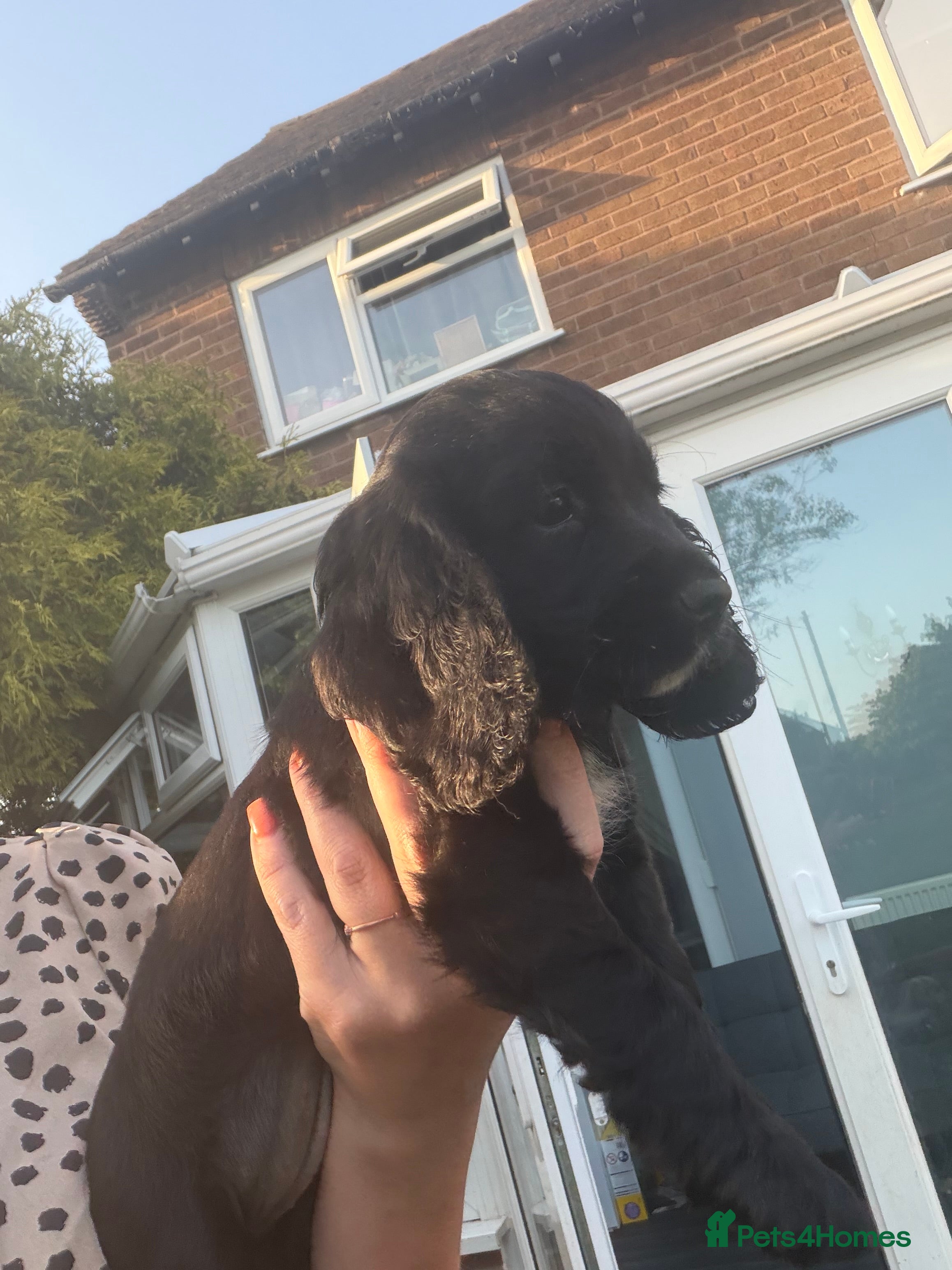 Cocker Spaniel dogs for sale: Last little girl  - Advert 3