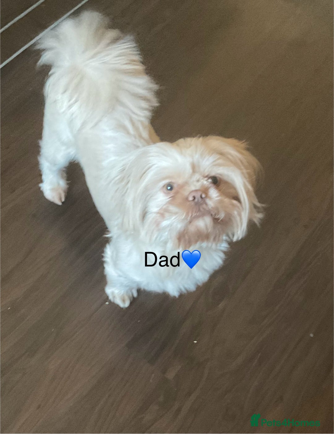 Shih Tzu dogs for sale: Beautiful Shih Tzu pups for sale 💖 - Advert 15