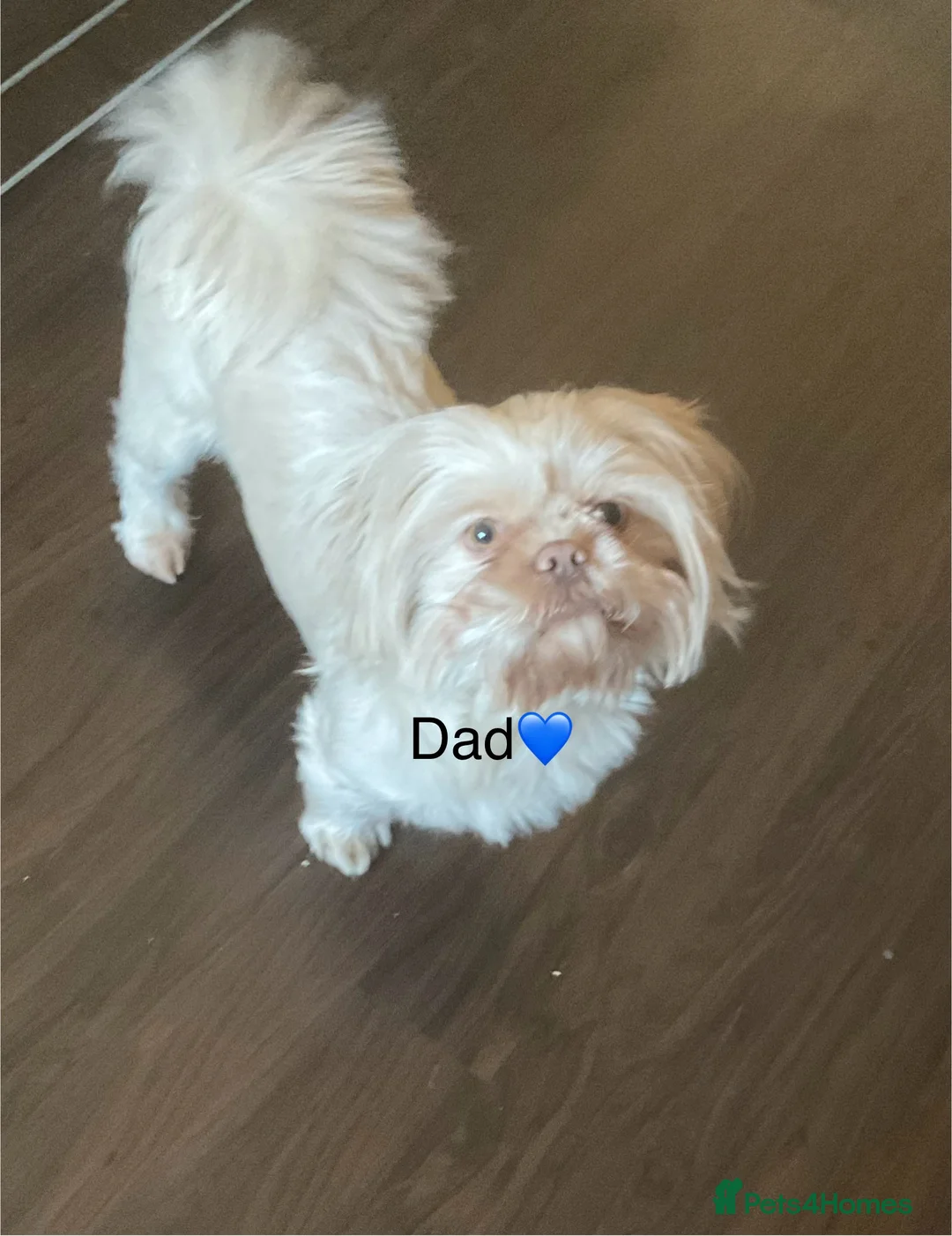 Shih Tzu dogs for sale: Beautiful Shih Tzu pups for sale 💖 - Advert 13