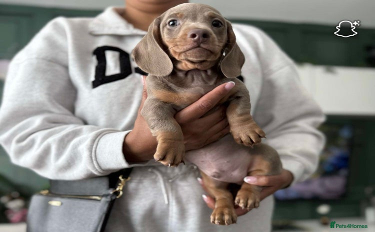 Miniature Dachshund dogs - Advert 6