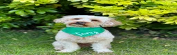 Cavapoo dogs for stud: F1B Cavapoo Stud Dog🐾 - Advert 2