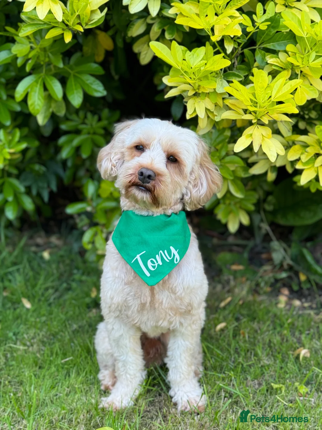 Cavapoo dogs for stud: F1B Cavapoo Stud Dog🐾 - Advert 2