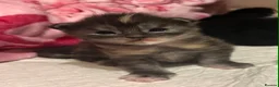 Maine Coon cats for sale: Beautiful Maine Coon kittens - Advert 24