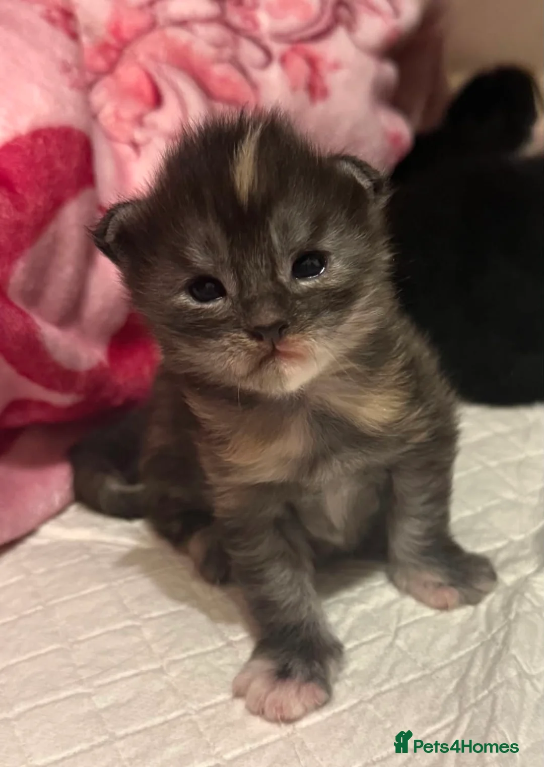 Maine Coon cats for sale: Beautiful Maine Coon kittens - Advert 24