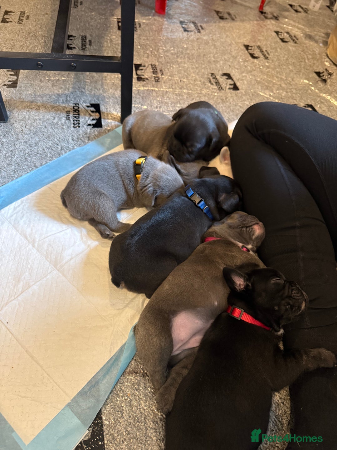 French Bulldog dogs for sale: 7 beautiful French bulldog puppies for sale - Image 2