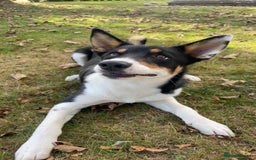 Border Collie dogs for sale: Willow  - Image 3