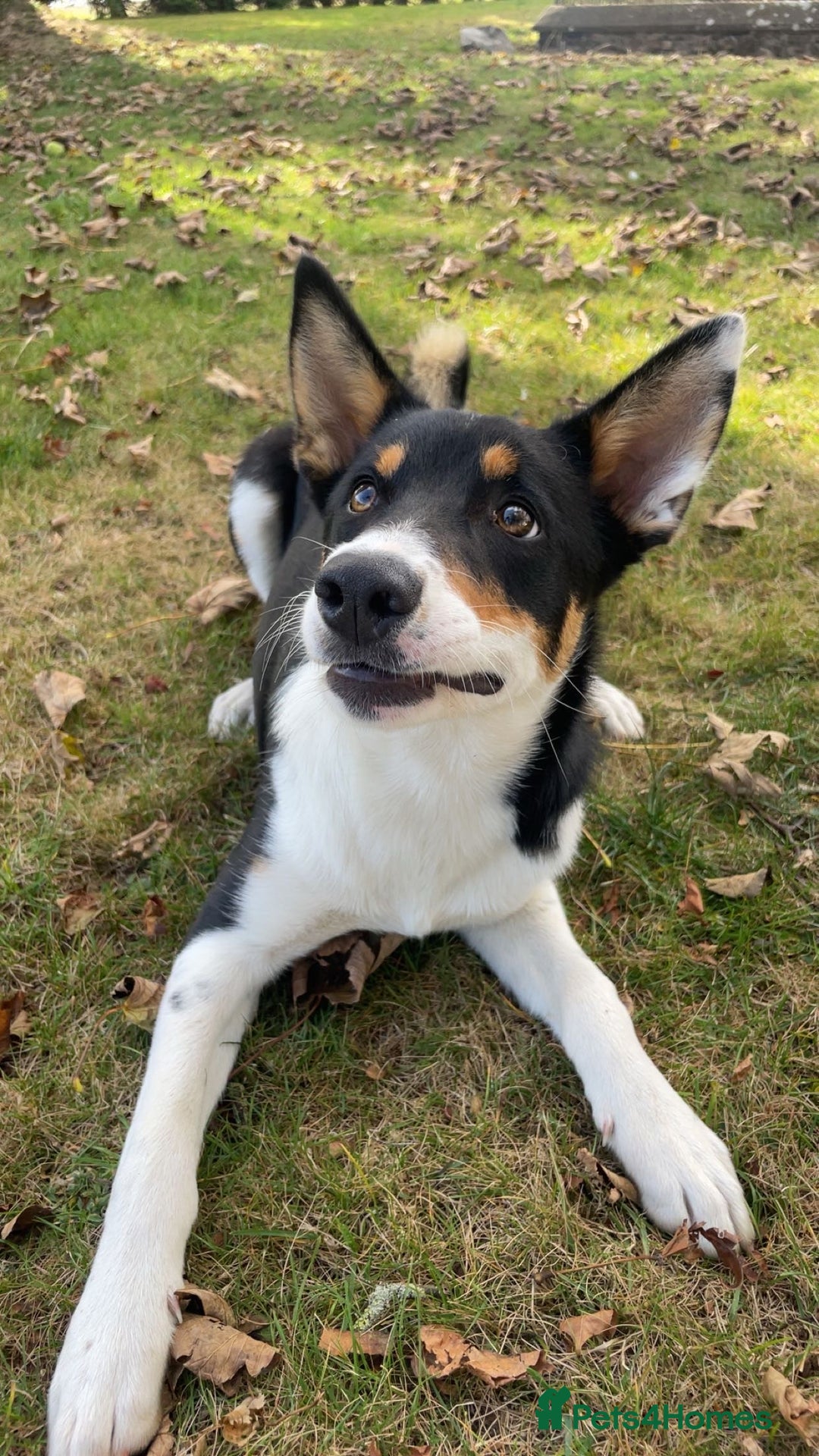 Border Collie dogs for sale: Willow  - Image 3