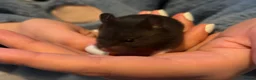 Hamster rodents for sale: Syrian Hamster Pups Babies Black Brown  - Advert 13