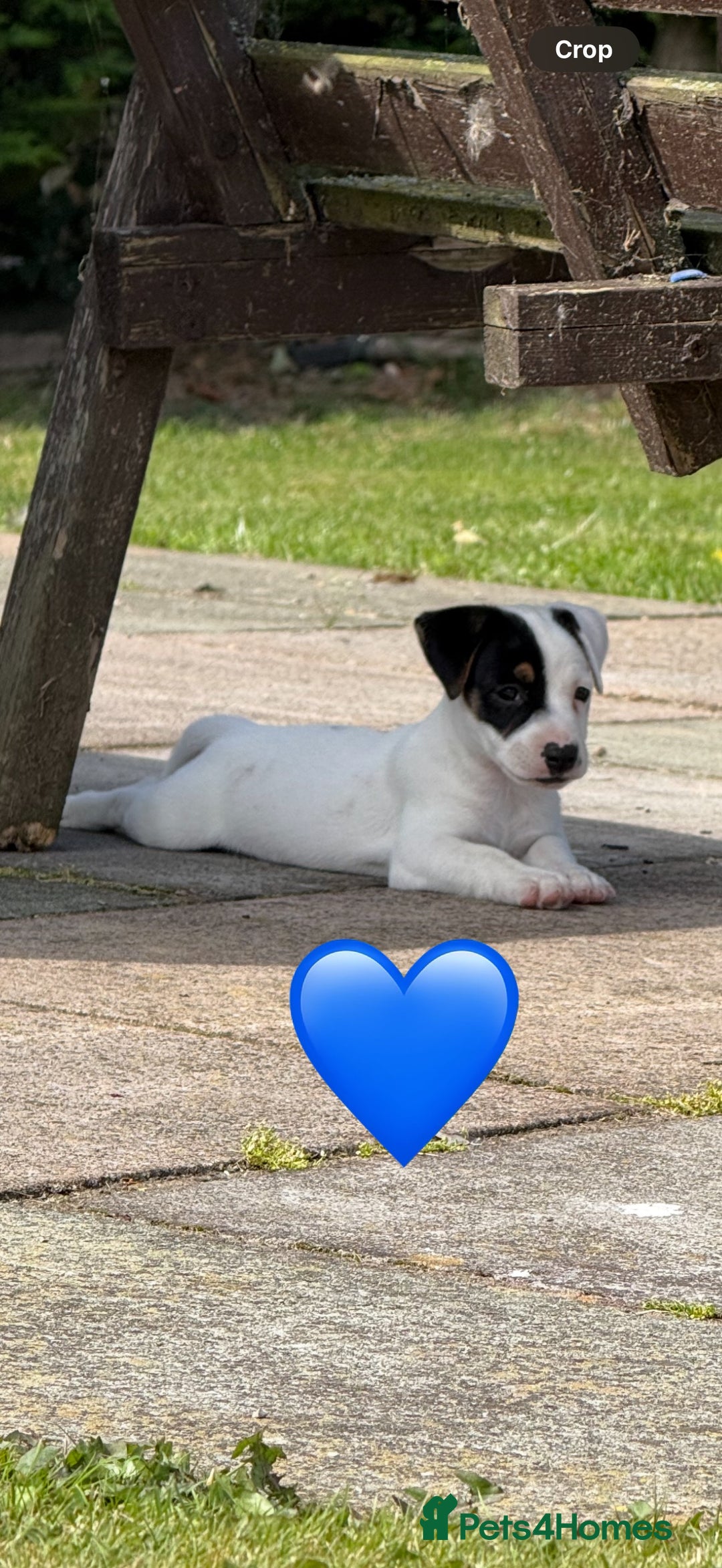 Jack Russell dogs for sale: Traditional MALE Jack Russell  - Image 1