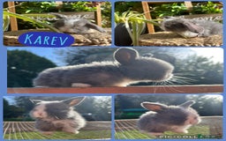 Mini Lop rabbits for sale: Litter of mini lop babies  - Image 2