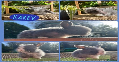 Mini Lop rabbits - Advert 3