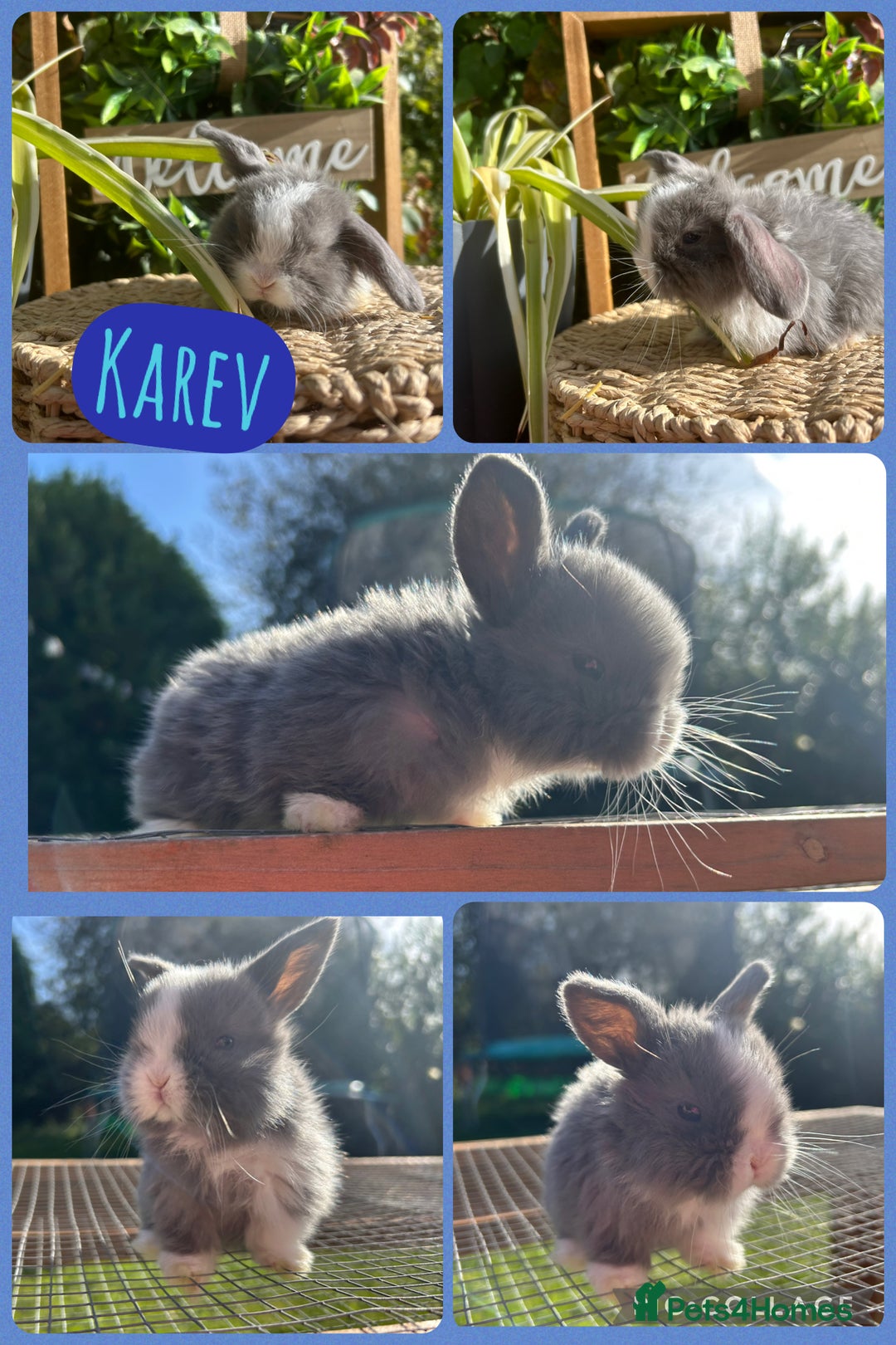 Mini Lop rabbits for sale: Litter of mini lop babies  - Image 2