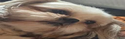 Shih Tzu dogs for sale: Beautiful imperial shih-tzu  in Worcester - Advert 6