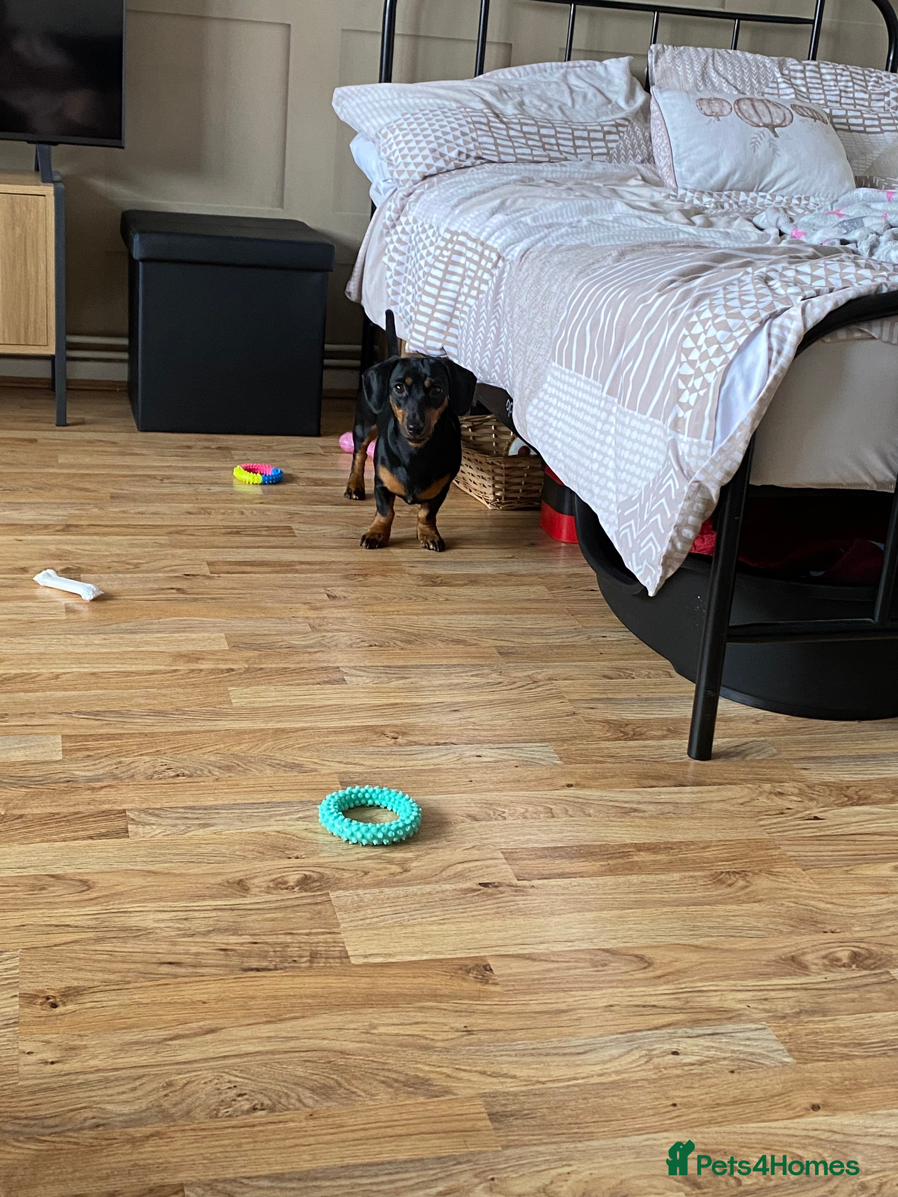 Dachshund dogs 11 months old Myla ❤️ - Advert 18